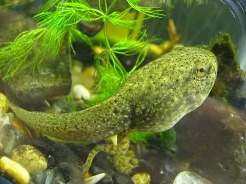 Bullfrog Tadpoles (Bulk Quantity) <br> AVAILABLE TO SHIP NOW!