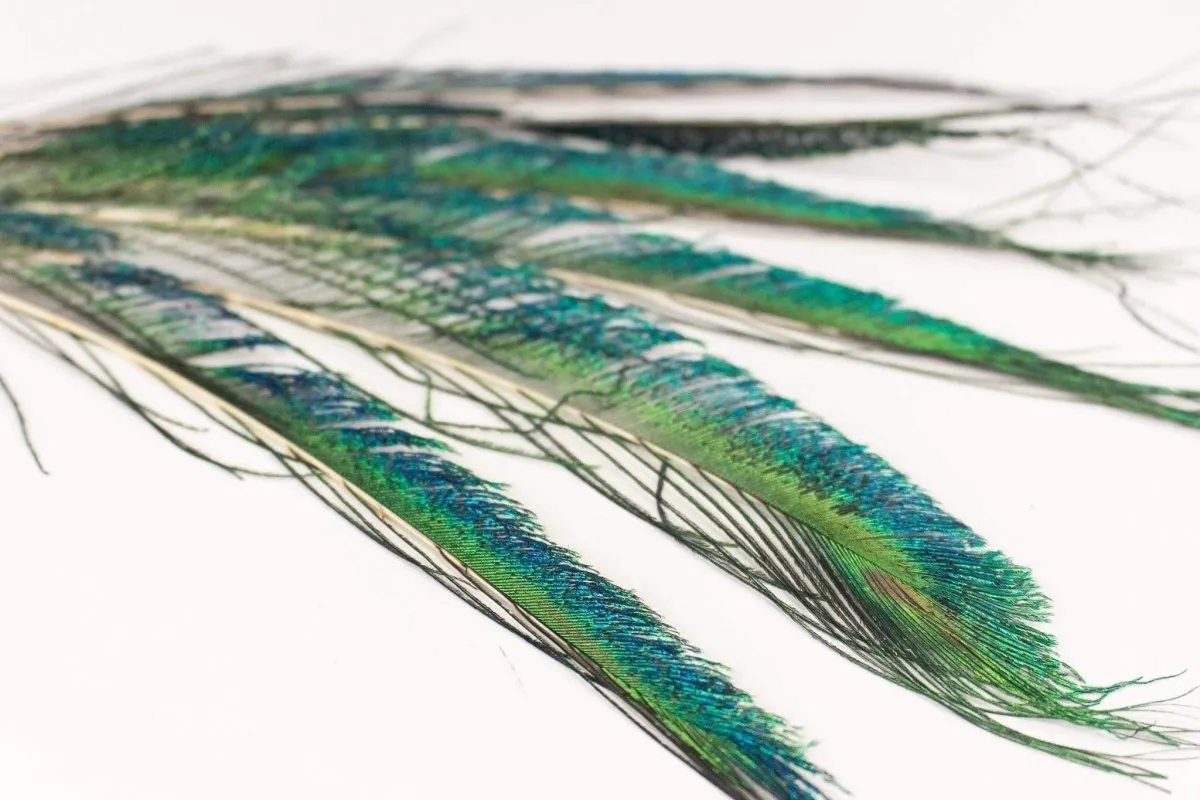 Peacock Sword Feather Set - Pack of 6