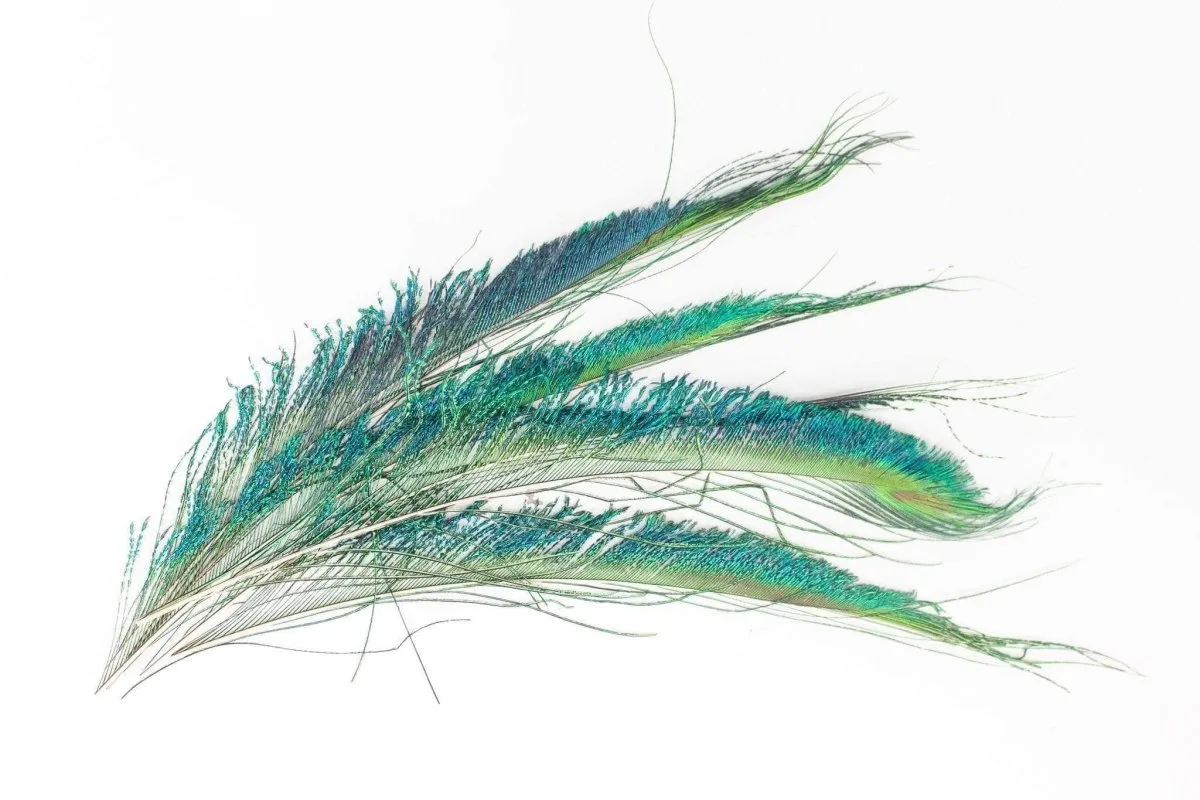 Peacock Sword Feather Set - Pack of 6