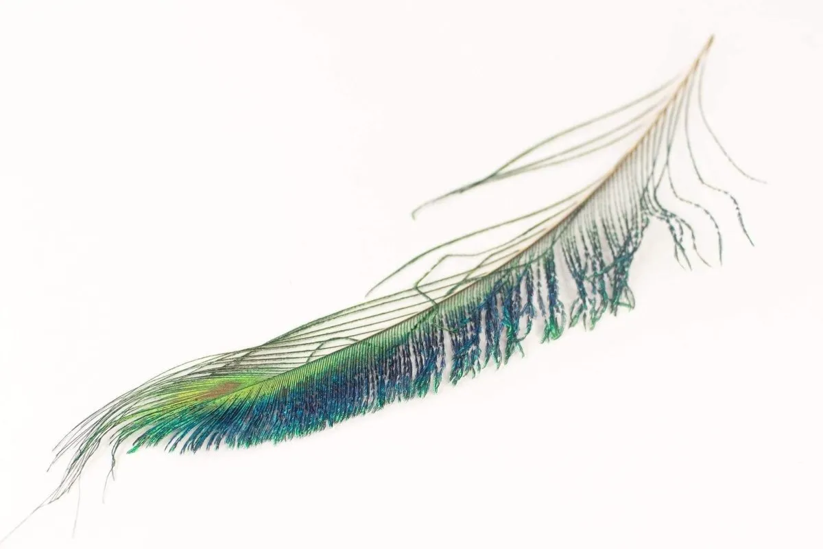 Peacock Sword Feather Set - Pack of 6