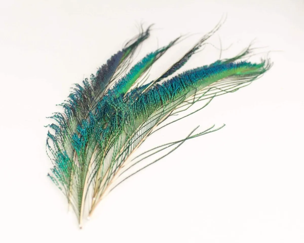 Peacock Sword Feather Set - Pack of 6