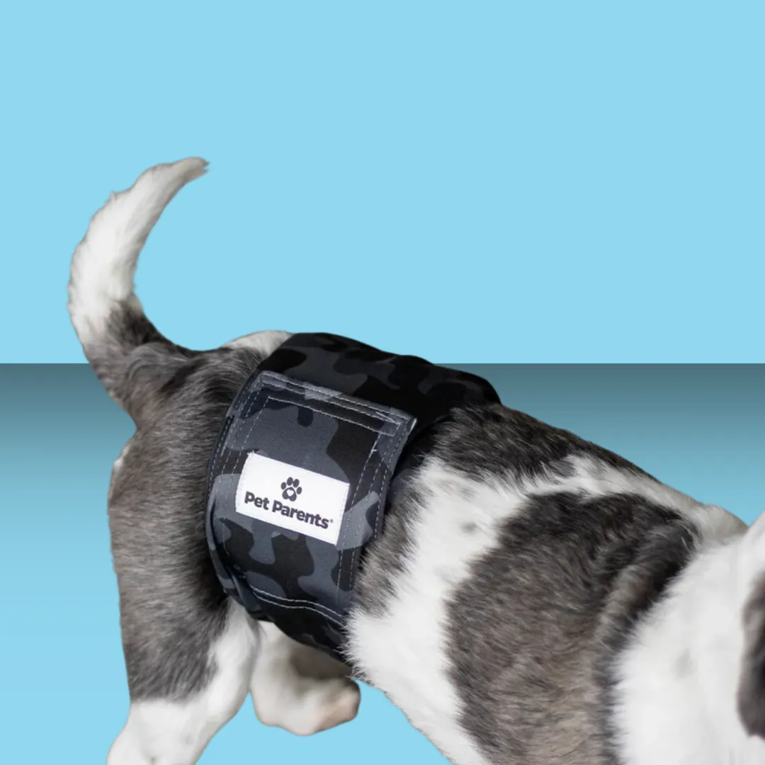 Pet Parents Washable Belly Bands 3pk L