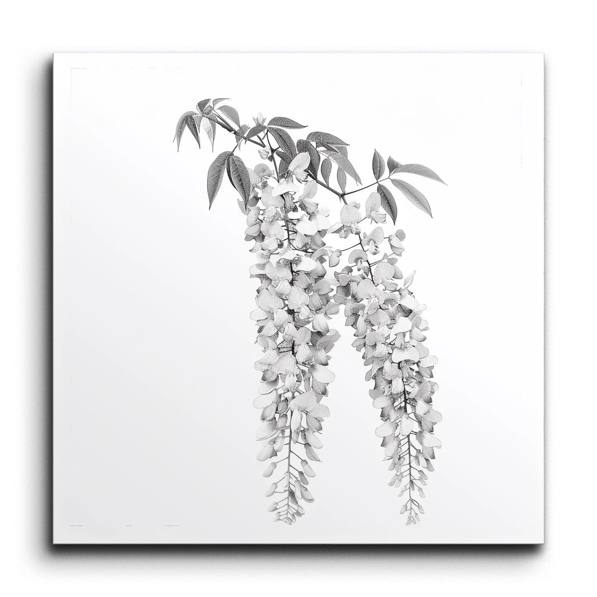Timeless Elegance: Grayscale Hanging Wisteria